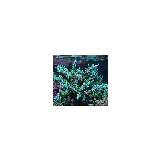 coral acropora turak green md