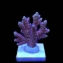 coral acropora exotic pq