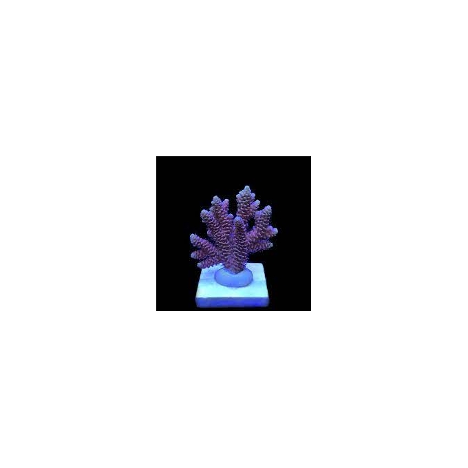 coral acropora exotic pq