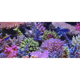 Coral Acropora sp colonia