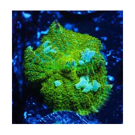 coral mushroom goblin bounce green