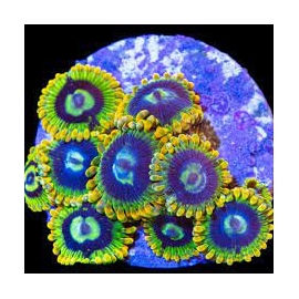 coral zoanthus yoda rainbow colonia