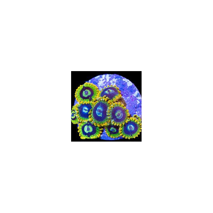 coral zoanthus yoda rainbow colonia