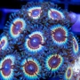 coral palitoa vampire pq