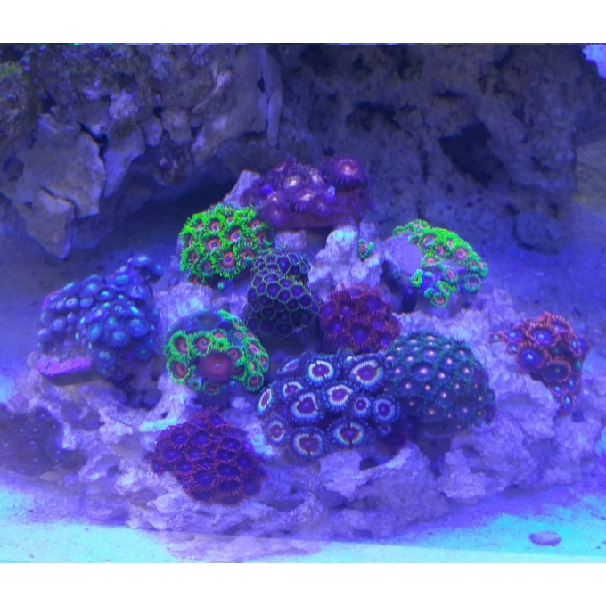 coral zoanthus jardim 10x15cm