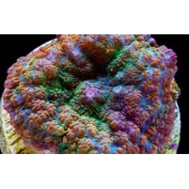 CORAL RODACTIS ORANGE PQ