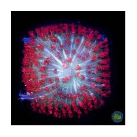 CORAL MUSH ST THOMAS md