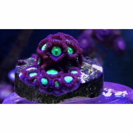 coral zoanthus hulk 20 polipos