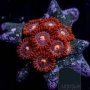 coral zoanthus red dragon