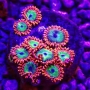 CORAL ZOANTHUS OMPALOMPA 05 POLIPOS