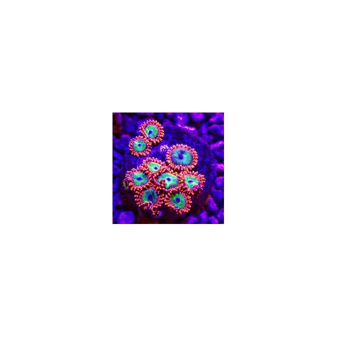 CORAL ZOANTHUS OMPALOMPA 05 POLIPOS