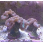 CORAL TRUMPET BULLS EYE BOCA