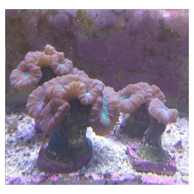 CORAL TRUMPET BULLS EYE BOCA