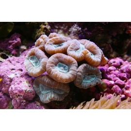 Coral Trumpet BULLS EYE COLONIA