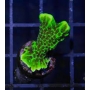 CORAL MONTIPORA CONFUSA GR