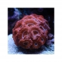coral acan lord red ultra md