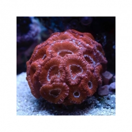 coral acan lord red ultra md