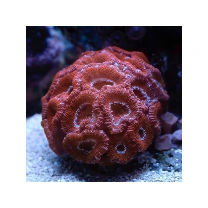 coral acan lord red ultra md