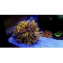 CORAL TORCH GOLD ULTRA 24K  03 BOCAS