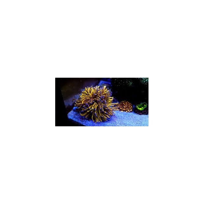 CORAL TORCH GOLD ULTRA 24K  03 BOCAS