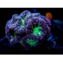 coral blastomussa welsii cherry green gr