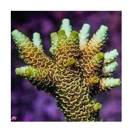 coral acropora fantastic golden pq