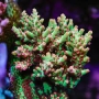 coral acropora nasuta purple green md