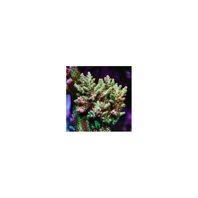 coral acropora nasuta purple green md