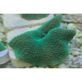 coral mush polipo cores diversas