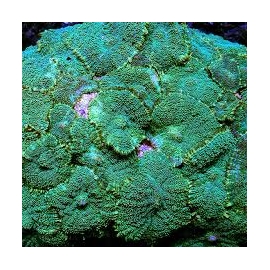 Coral Mush Green md