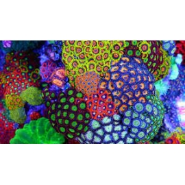 coral zoanthus mix 10 polipos