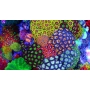 coral zoanthus mix 15 polipos