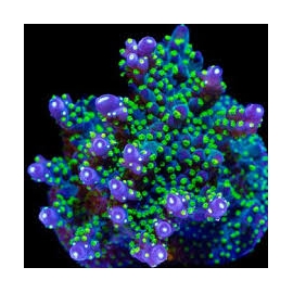 coral acropora all star wwc gr