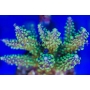 coral acropora austera pink/purple colonia