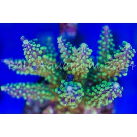 coral acropora austera pink/purple colonia