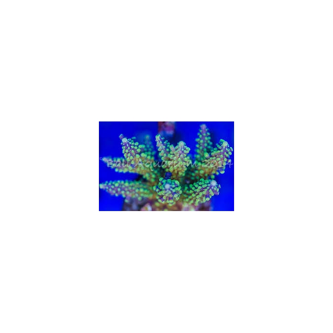 coral acropora austera pink/purple colonia