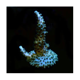 Coral Acropora TORTUOSA TURQUOISE PQ
