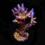 coral acropora valida gr