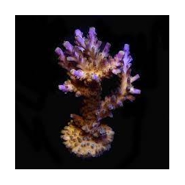 coral acropora valida gr