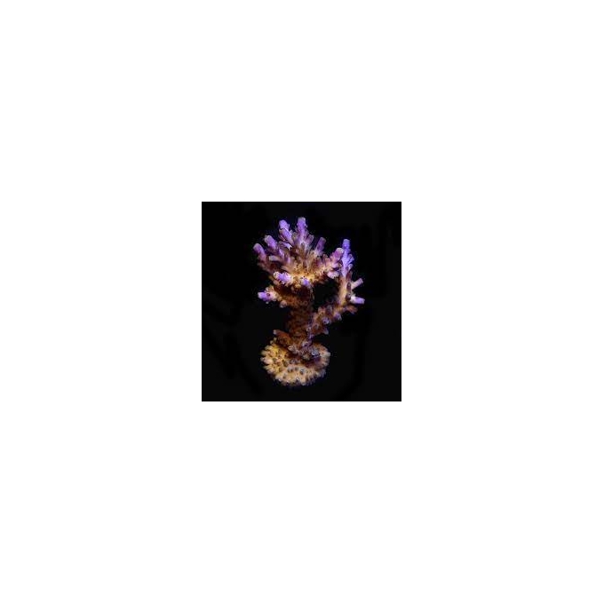 coral acropora valida gr