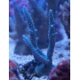CORAL ACROPORA BABY BLUE GR