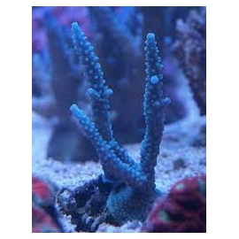 CORAL ACROPORA BABY BLUE GR