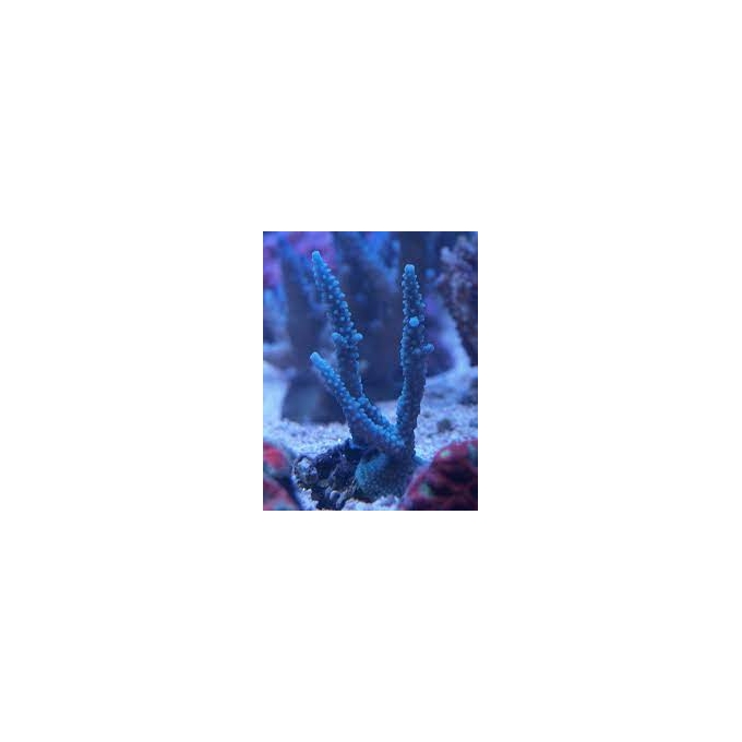 CORAL ACROPORA BABY BLUE GR