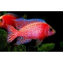 cicl aulonocara dragon super red peacock