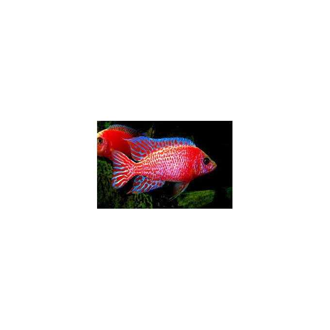 cicl aulonocara dragon super red peacock