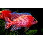 CICL AULONOCARA DRAGON BLOOD ALBINA