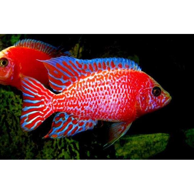 CICL AULONOCARA DRAGON BLOOD ALBINA