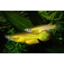 killifish golden panchax 