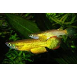 killifish golden panchax 