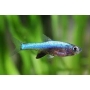 rasbora axelrodi blue